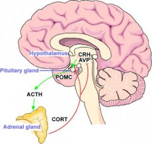 Part of your brain- HPA Axis
