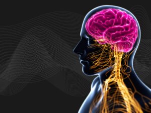 3D illustration of the brain with highlighted neurons and resonance waves, representing the autonomic nervous system's response to resonating movements.