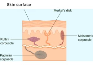 Diagram of mechanoreceptors under the skin surface, including Merkel's disk, Meissner's corpuscle, Ruffini corpuscle, and Pacinian corpuscle, explaining their role in sensing touch and pressure.