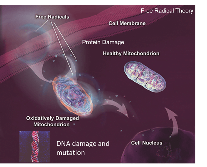 The Biology of Cellular Aging