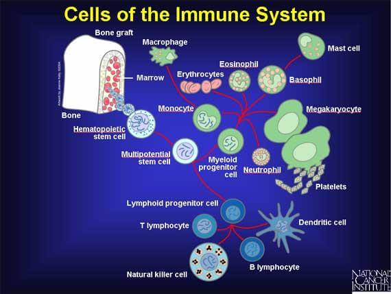 cells of immune system